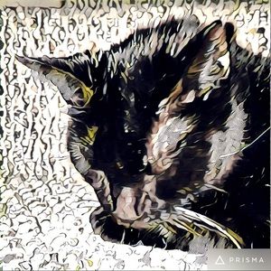 Meet your Posher, Leslie